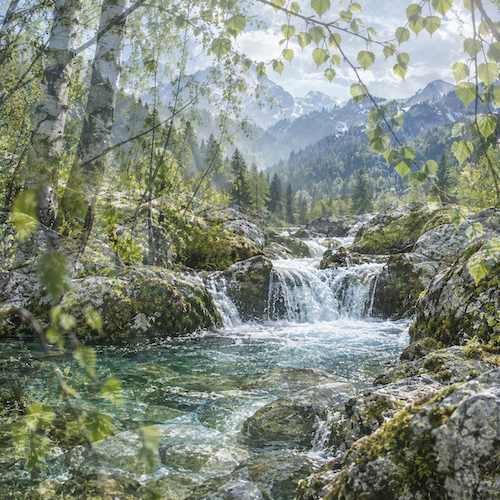 allgovia_fruehling_birkenlicht