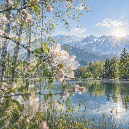 allgovia_fruehling_bluetenpoesie
