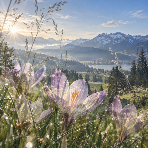 allgovia_fruehling_krokuspoesie