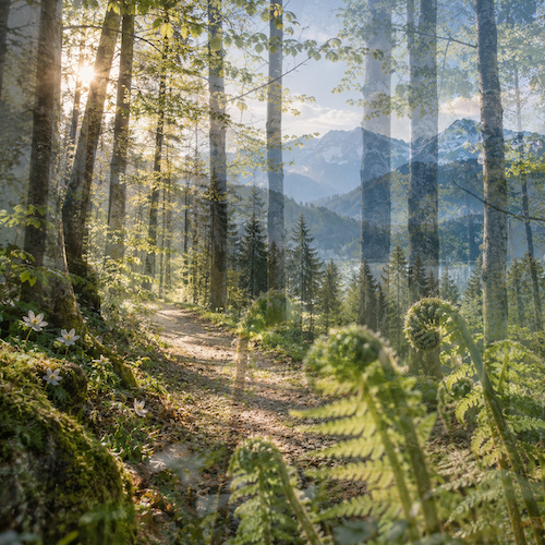 allgovia_fruehling_waldlicht