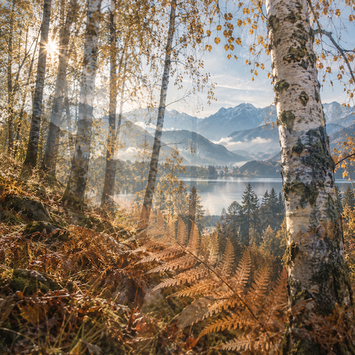 allgovia_herbst_goldrauschen