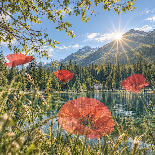 allgovia_sommer_mohnzauber