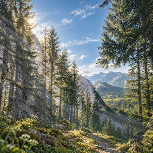 allgovia_sommer_waldpoesie